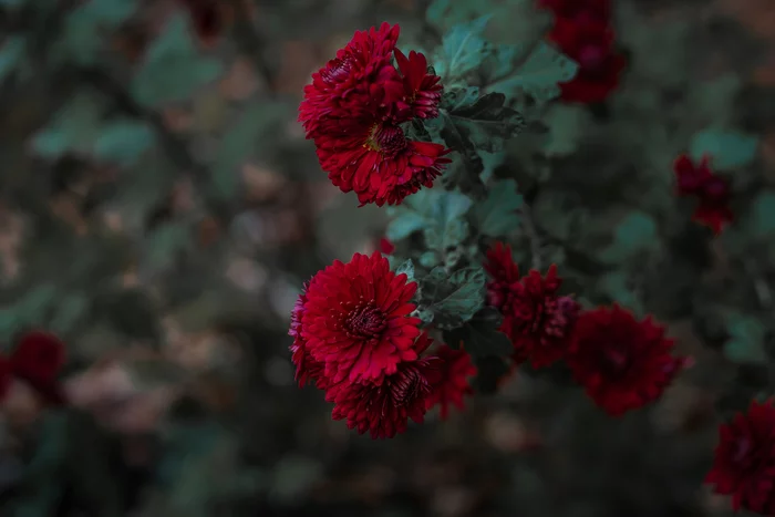 Flowers - My, Nature, Flowers, The photo, Autumn, Canon