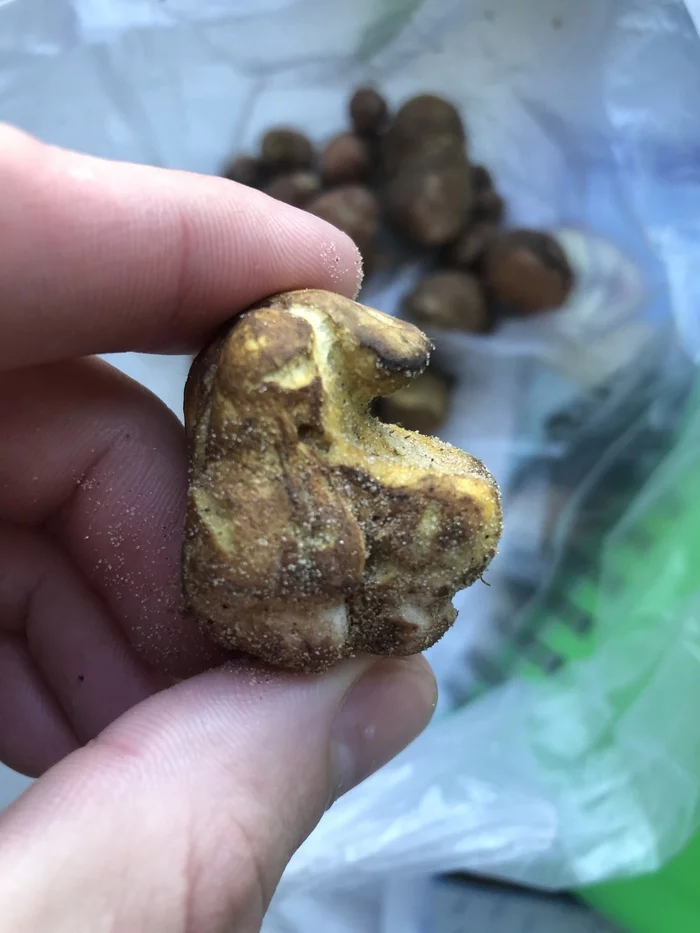 Found a truffle - Truffles, Mushrooms, Help, Longpost, My
