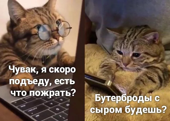 Как угощать гостей... - Кот, Гости, Находчивость, Евреи