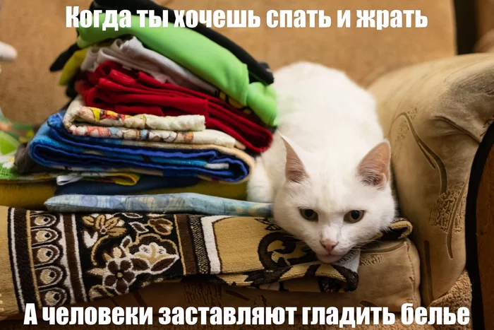 Worker - My, cat, Memes, Humor, Pain, Work