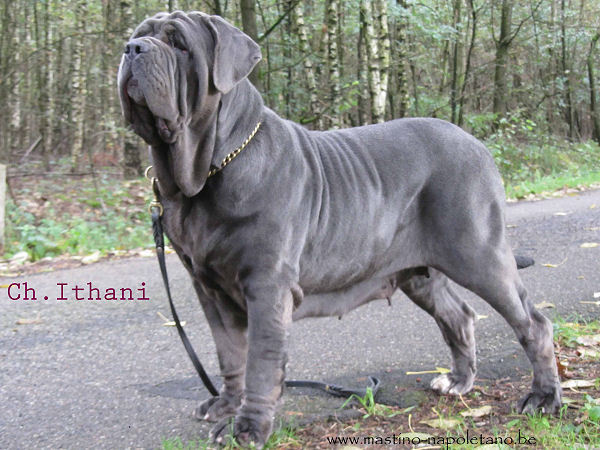 About dog breeds No. 133. Neapolitan Mastiff - Dog, Dog breeds, Neapolitan Mastiff, Video, Longpost