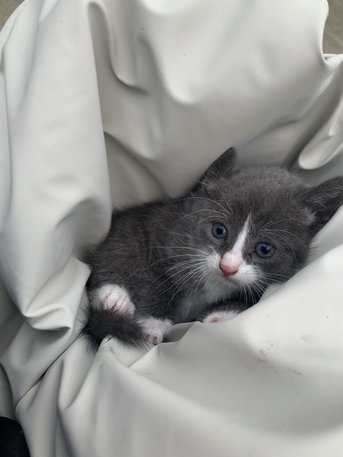 Сочи! Помогите найти дом котёнку!