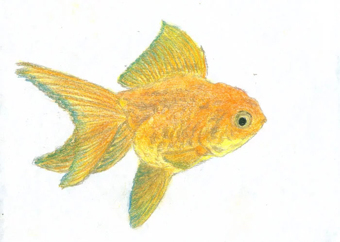 Gold fish. - My, Drawing, Copyright, A fish, Gold fish, Pastel, Dry pastel