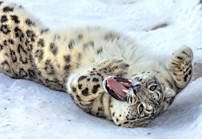 Happy holiday, cat ladies and cat lovers) And also - cat people!... - Snow Leopard, Holidays, Wild animals, Rare view, The national geographic