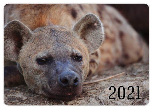 Popular pocket calendars in 2021 - Hyena, Spotted Hyena, The calendar, 2021, New Year, Black humor