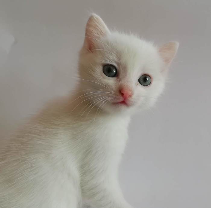 White, white - My, cat, White, Milota, Kittens