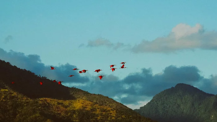 Scarlet ibis at sunset - My, Travels, Trinidad and Tobago, Birds, The photo