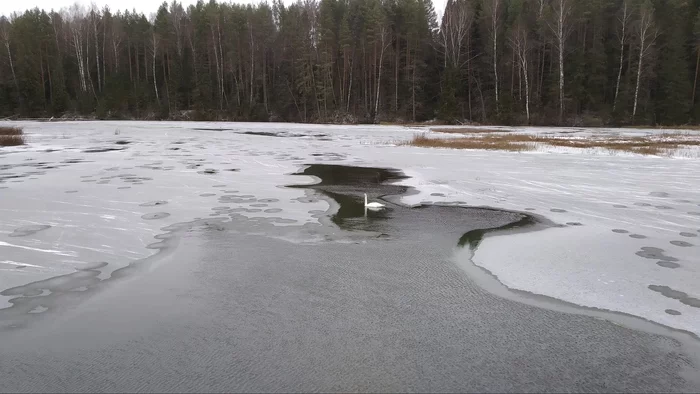 Lonely swan - My, Swans, The winter is coming, lagged behind, Video