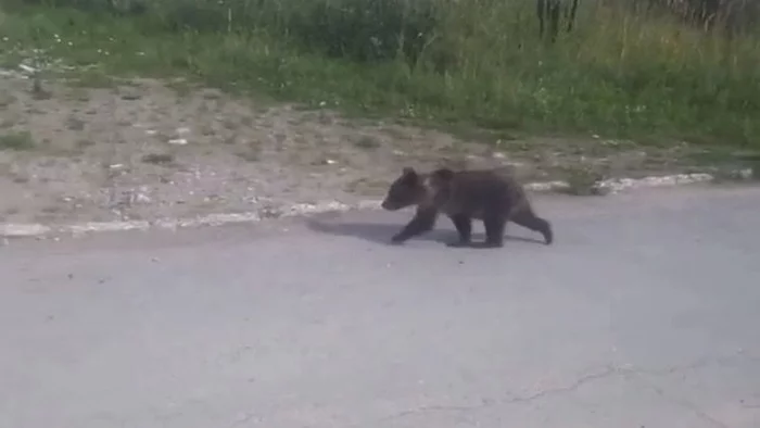 In Berezniki they are looking for a bear in the city park - Berezniki, The Bears, Town
