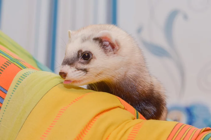 Steppe ferret in the apartment - My, Ferret, Animals, Krasnoyarsk, Longpost