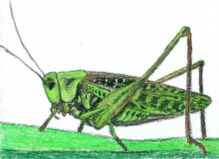 Grasshopper. Oil pastel drawing - My, Drawing, Copyright, Grasshopper, Insects, Pastel, Oil pastel