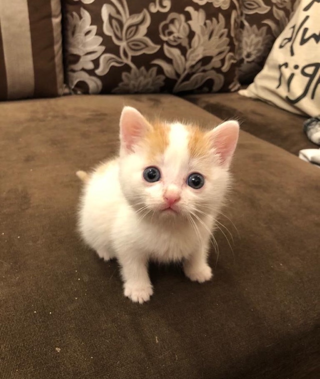 Continuation of the post “Yesterday, a friend of mine rescued kittens from the street. It looks like they still can’t believe their luck.” - My, cat, Kittens, Animal Rescue, Redheads, Fluffy, Milota, Reply to post, Longpost