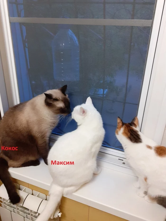 Cats and nicknames - My, cat, Bonehead, Coconut, Maksim, Nickname