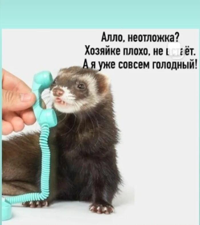 Help))))) - Ferret, Longpost, Humor