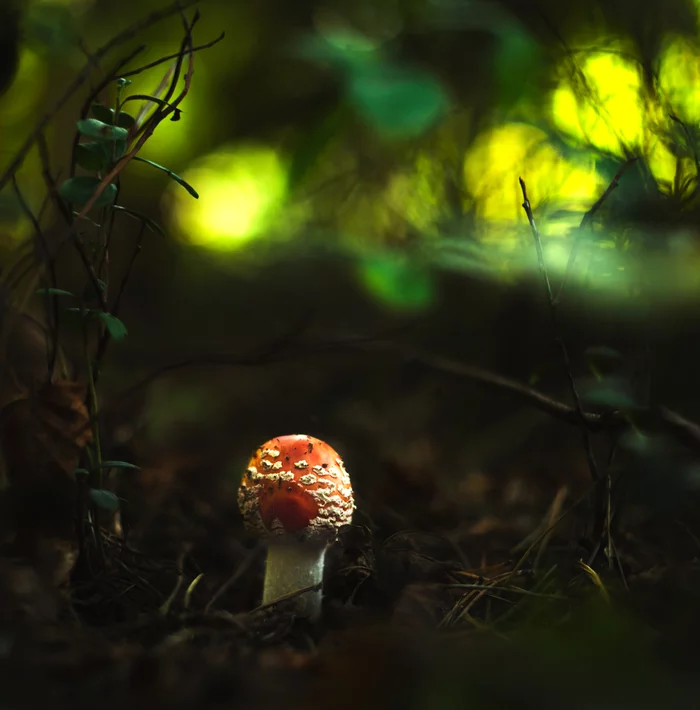 Lonely fly agaric - My, Autumn, Forest, Mushrooms, Fly agaric, The photo, Nature