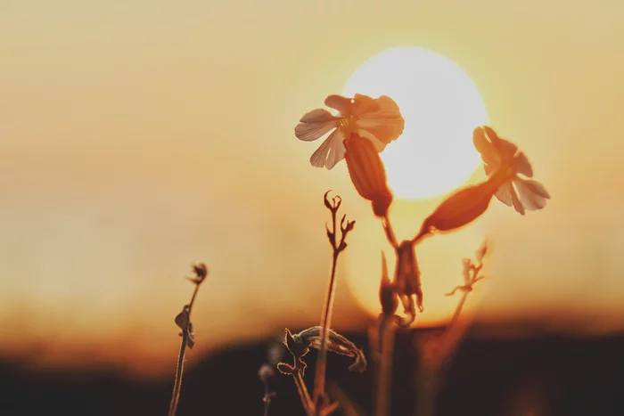 Dawn through the petals - My, The photo, Macro photography, dawn, Photographer, Longpost