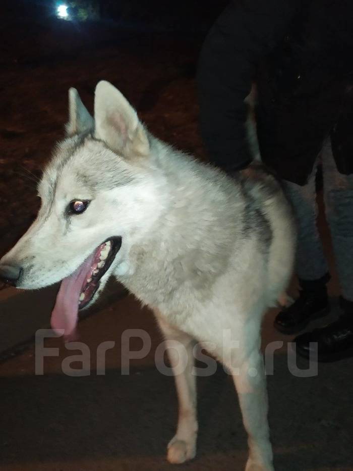 Vladivostok - October 24, a husky was found on Tikhaya - Siberian Husky, Husky, Vladivostok, Lost, Dog, No rating, Found a dog, In good hands