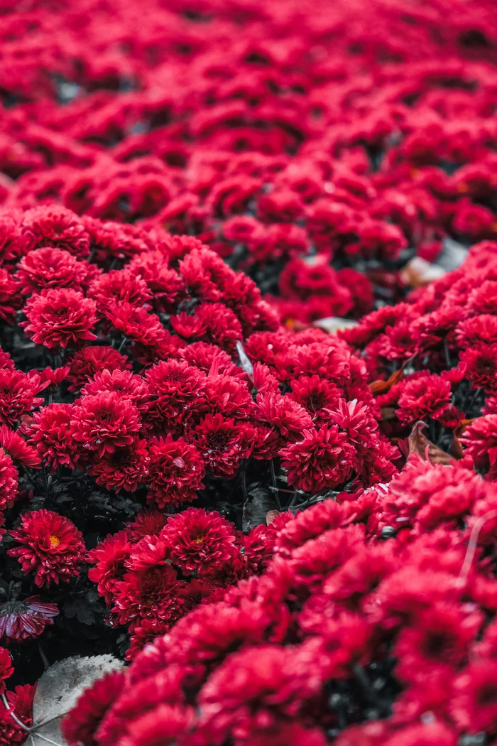 Flowerbed near Oliwski Park in Gdansk - My, The photo, Nature, Evening, Macro photography, Fujifilm, Fujifilm X T20, Flowers