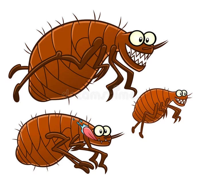 Beware of Fleas - My, Fleas, Animals, House, Purity, Health