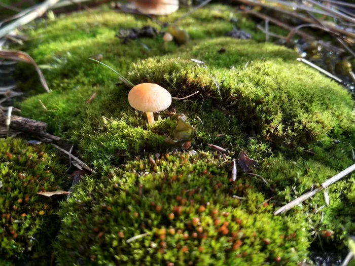 Underfoot - Autumn, The photo, Toadstool, Mushrooms, Moss