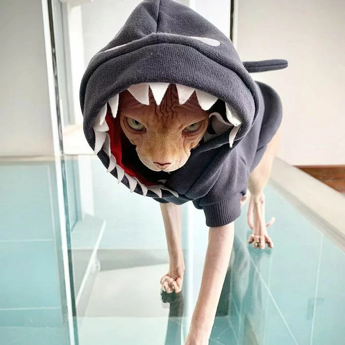 Business shark - cat, Clothes for animals, Images, Sphinx