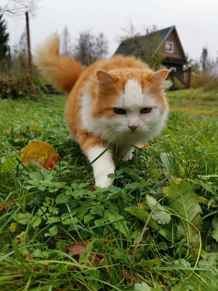 Деревенский кот в конце октября - Моё, Кот, Деревня