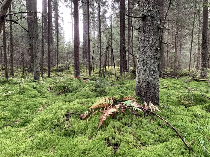 Autumn Walk - My, Autumn, Forest, Moss, Longpost