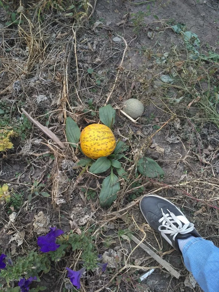 Harvest:) - Harvest, Melon, The size, Miniature, Garden, Autumn