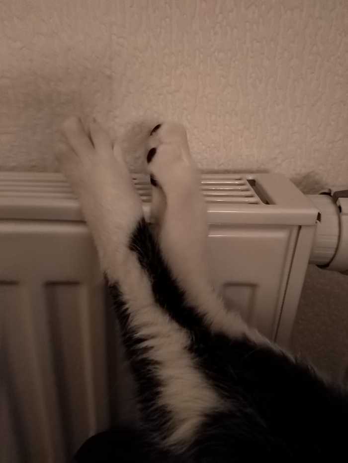 Warming our paws - My, Cold, Paws, cat