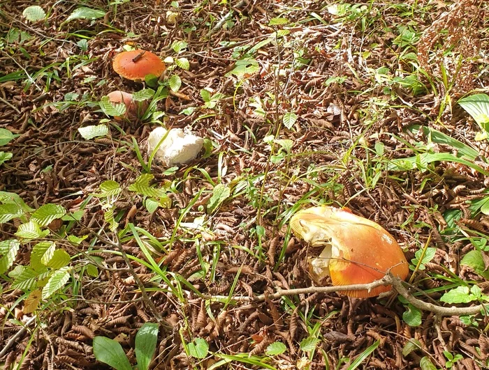 For royal mushrooms on Mussera - My, Abkhazia, Mushrooms, Video, Longpost