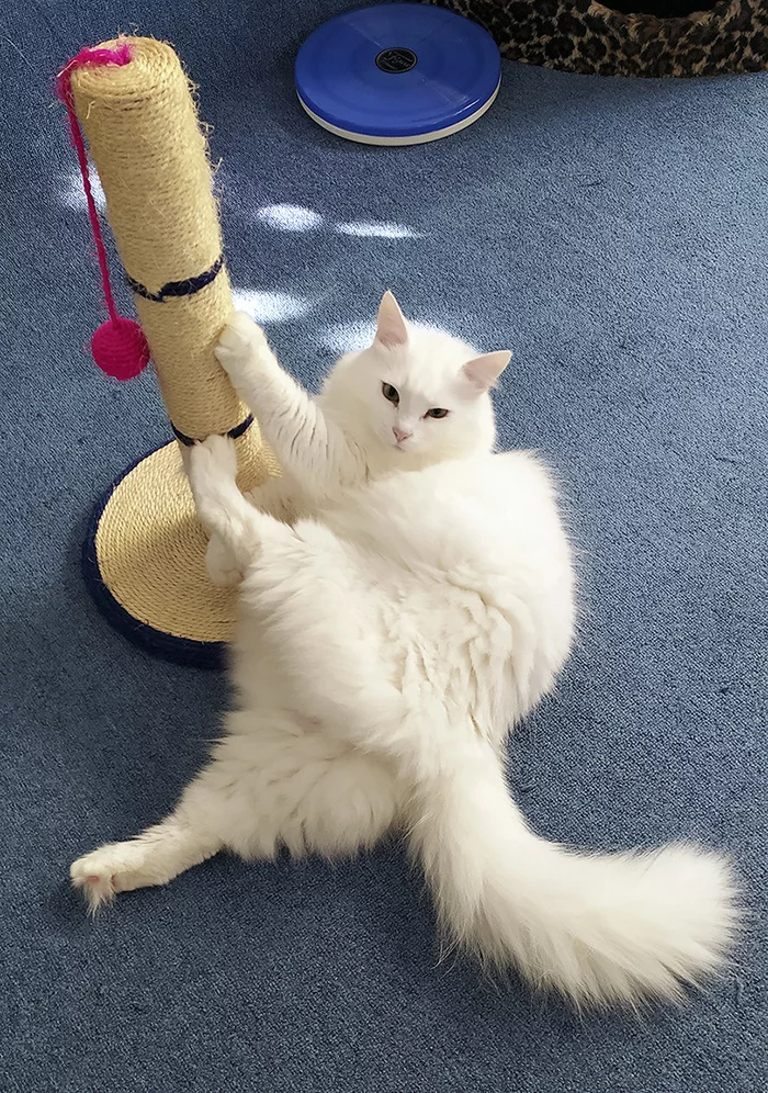 Girl on the pole - My, cat, Scratching post, Paws, Fluffy, Tail