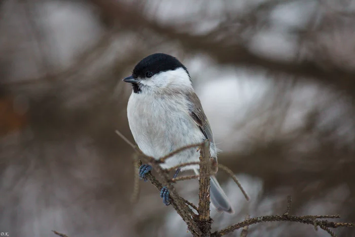 The bird is small - My, Birds, Tit, Chickadee, Nature, The photo