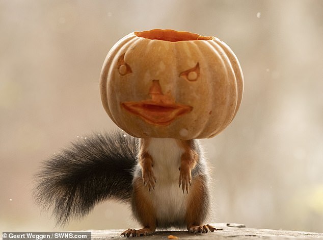 Halloween squirrel - Squirrel, Halloween, Milota, Longpost, The photo, Animals