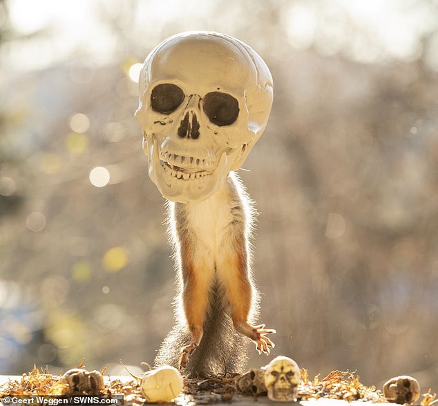 Halloween squirrel - Squirrel, Halloween, Milota, Longpost, The photo, Animals