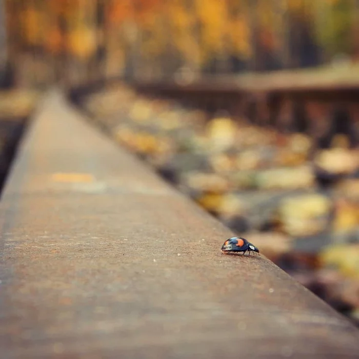 Post #7799958 - My, The photo, Railway, ladybug, I want criticism, Autumn, Insects