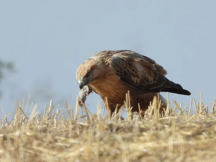Gotcha! - Birds, Hawks, Predator birds, Kalmykia, Reserves and sanctuaries, The national geographic, The photo, Ornithology, Buzzard