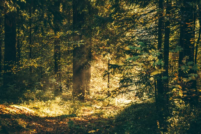 The lights of a sun - My, Forest, Walk in the woods, The sun, Lindulovskaya grove, Leningrad region, Saint Petersburg, Landscape, The photo, Nikon