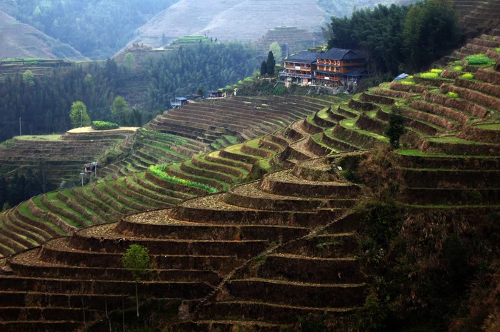 China: Longji Rice Terraces - My, China, Guilin, Rice terraces, Travels, The photo, Bird photography, Longpost