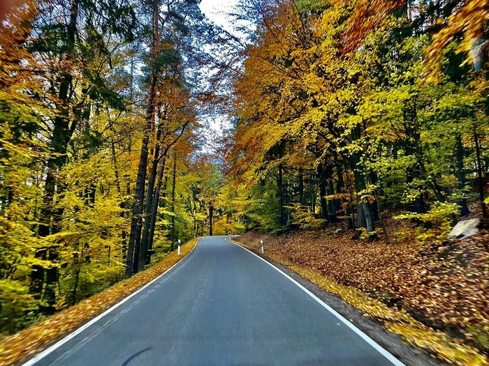 Autumn in Bavaria - My, Autumn, Tree, Foliage