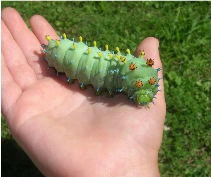 Whose caterpillar? - My, Caterpillar, Butterfly, Insects