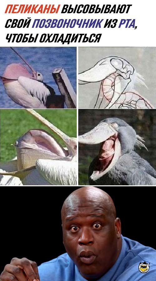 Pelicans - Humor, Memes, Pelican