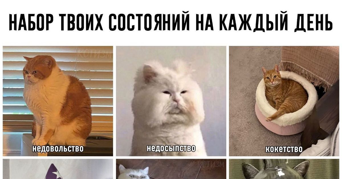 Стресс картинка с котом