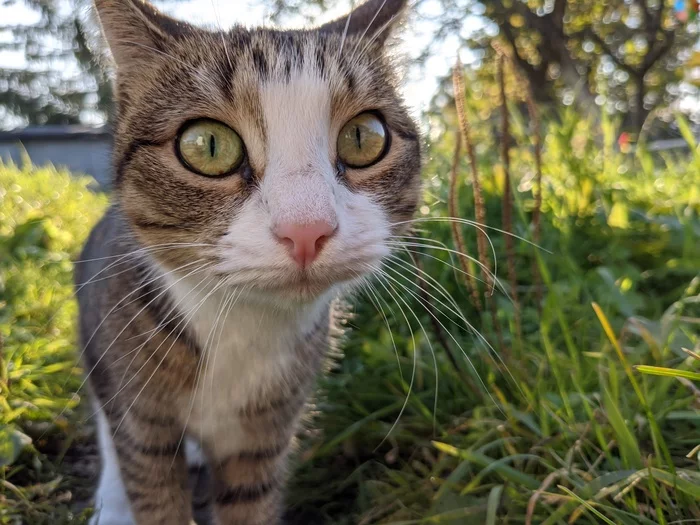 Mordakha on a walk - My, Pets, cat, Autumn, Longpost