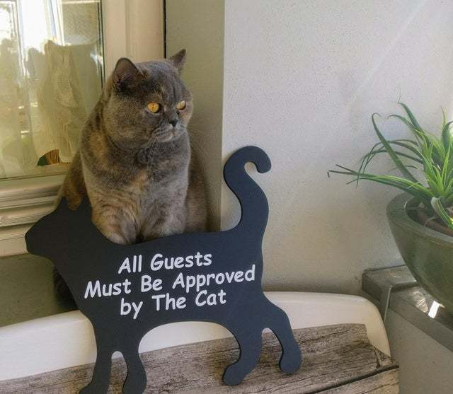 All guests must be approved by the cat - cat, Cafe, British cat