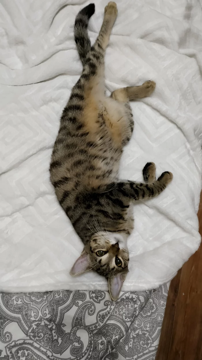 Everyone is having children in self-isolation, and we are having buckwheat - My, Self-isolation, Nickname, Kittens, Longpost