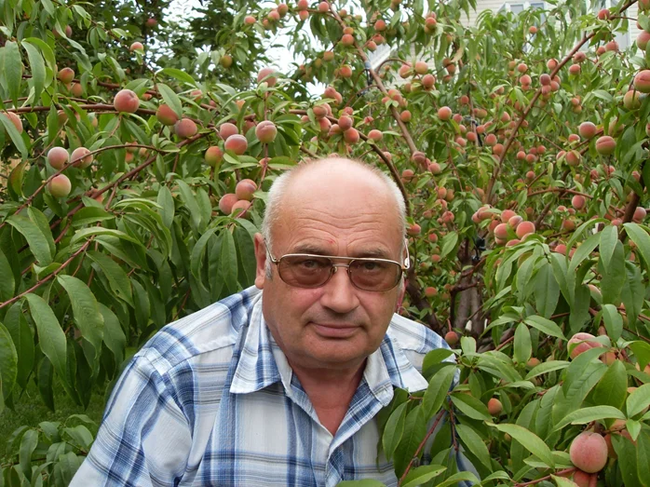 My Siberian peach from 1999 to 2020 - My, Gardening, Gardener, Dacha, Сельское хозяйство, Saplings, Harvest, Siberia, Video, Longpost