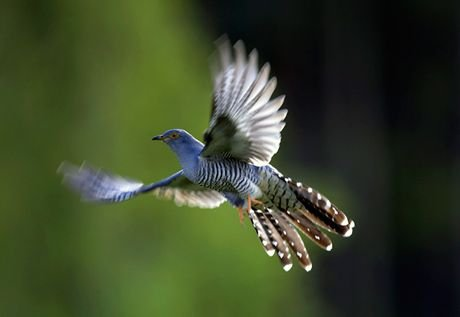 Feathered egoists - Birds, Cuckoo, Chick, Nest, Reproduction, Selfishness, The national geographic, Competition, Video, Longpost