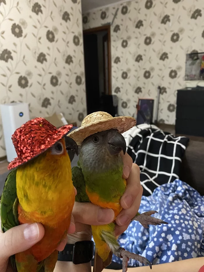 When you want a red hat too - My, Birds, A parrot, Parakeet, Aratinga Endaya, Longpost, Senegal parrot