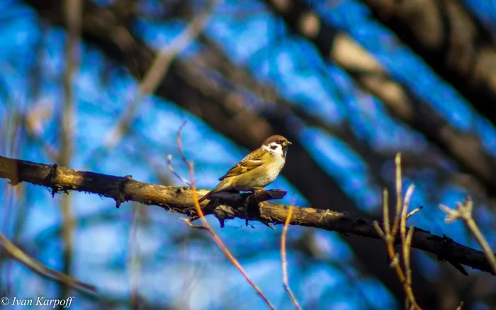 Parque Sultanpur y sus miles de pájaros - India - Ser Turista