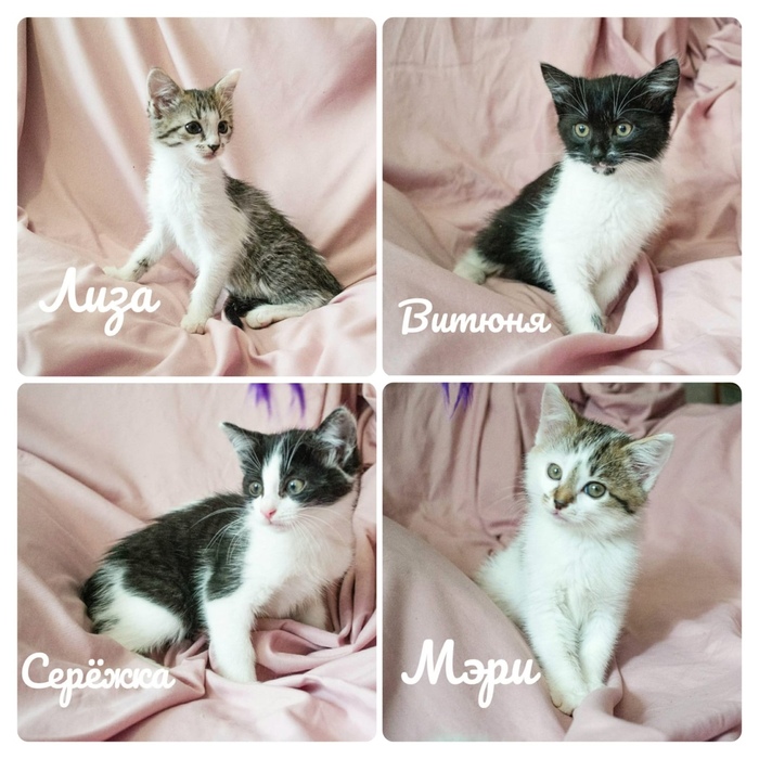 Отдаю котят в добрые руки... в который раз...